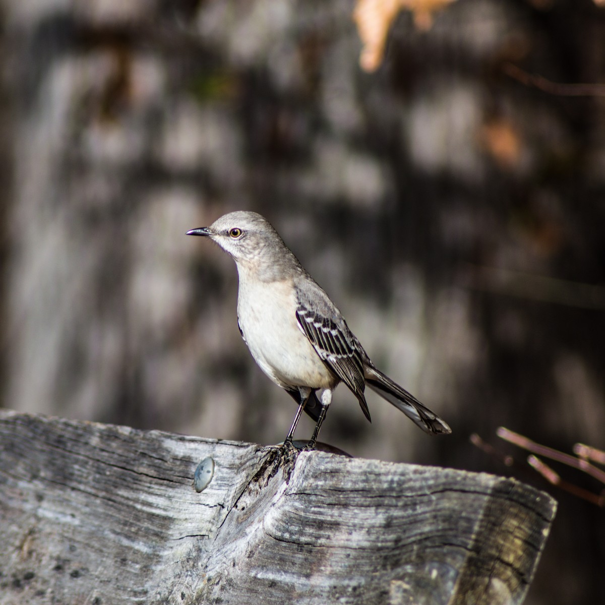 Northern Mockingbird - ML286970831