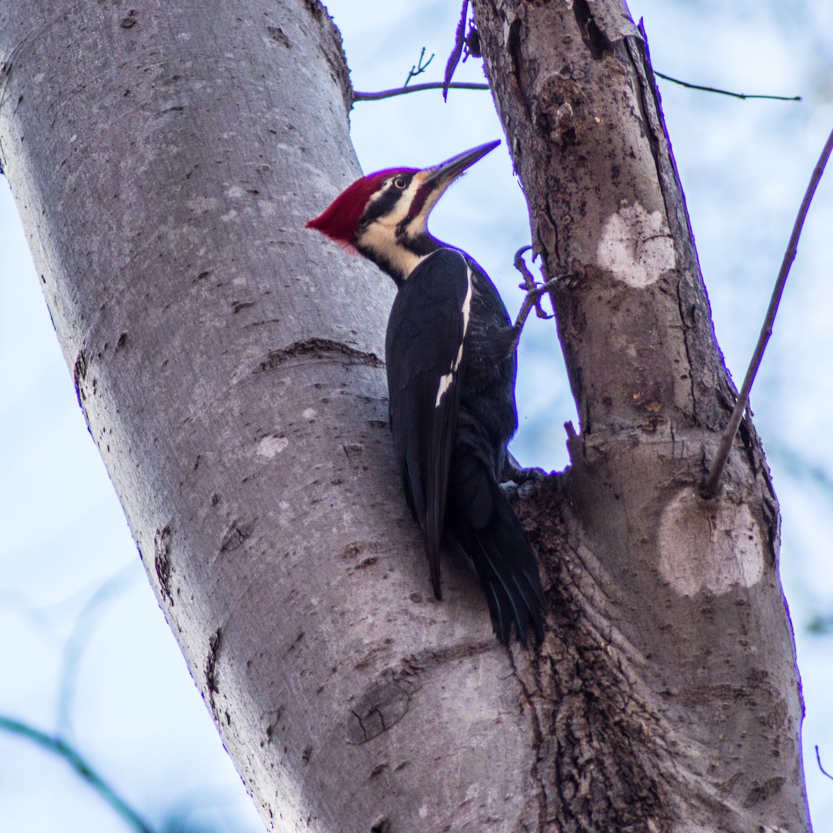Pileated Woodpecker - ML286971461