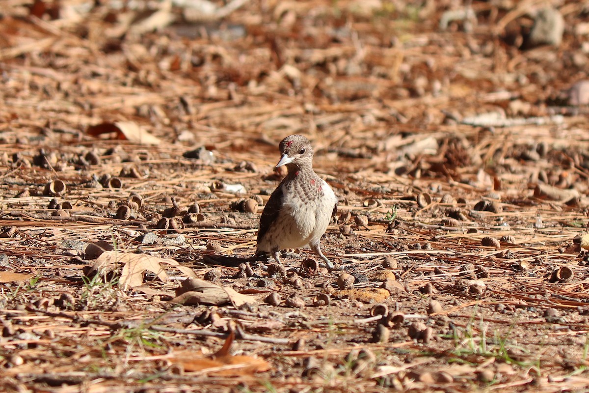 Red-headed Woodpecker - ML286972811