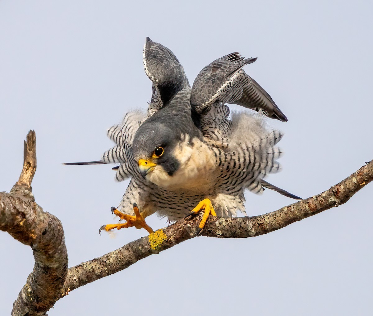 Peregrine Falcon - ML286977701