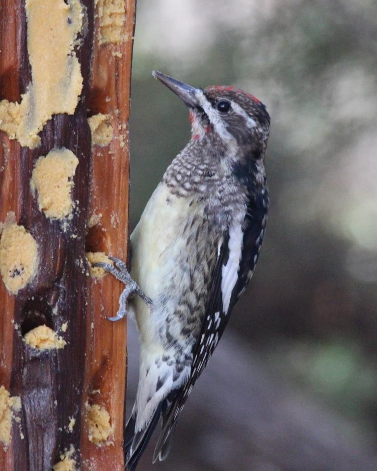 Yellow-bellied Sapsucker - Christopher Pipes