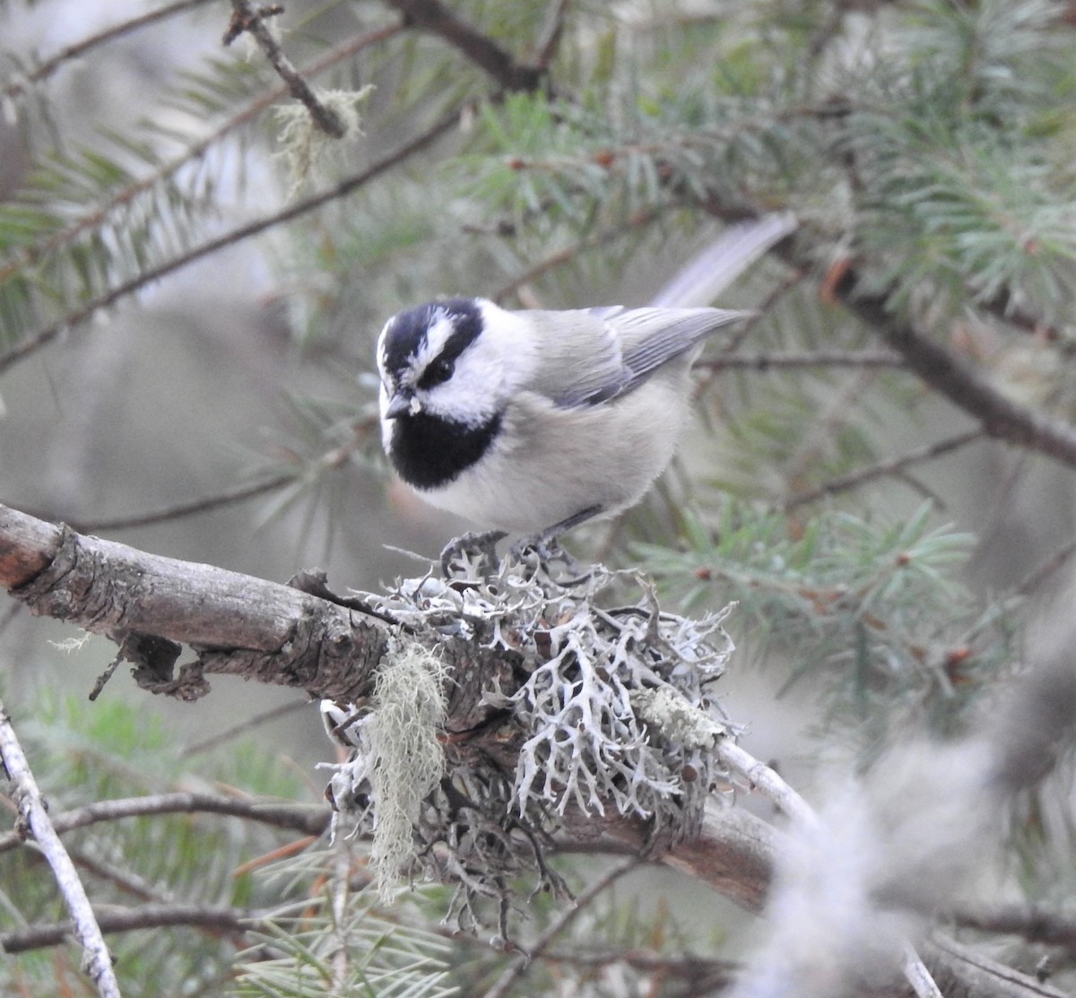 Mountain Chickadee - ML286979401