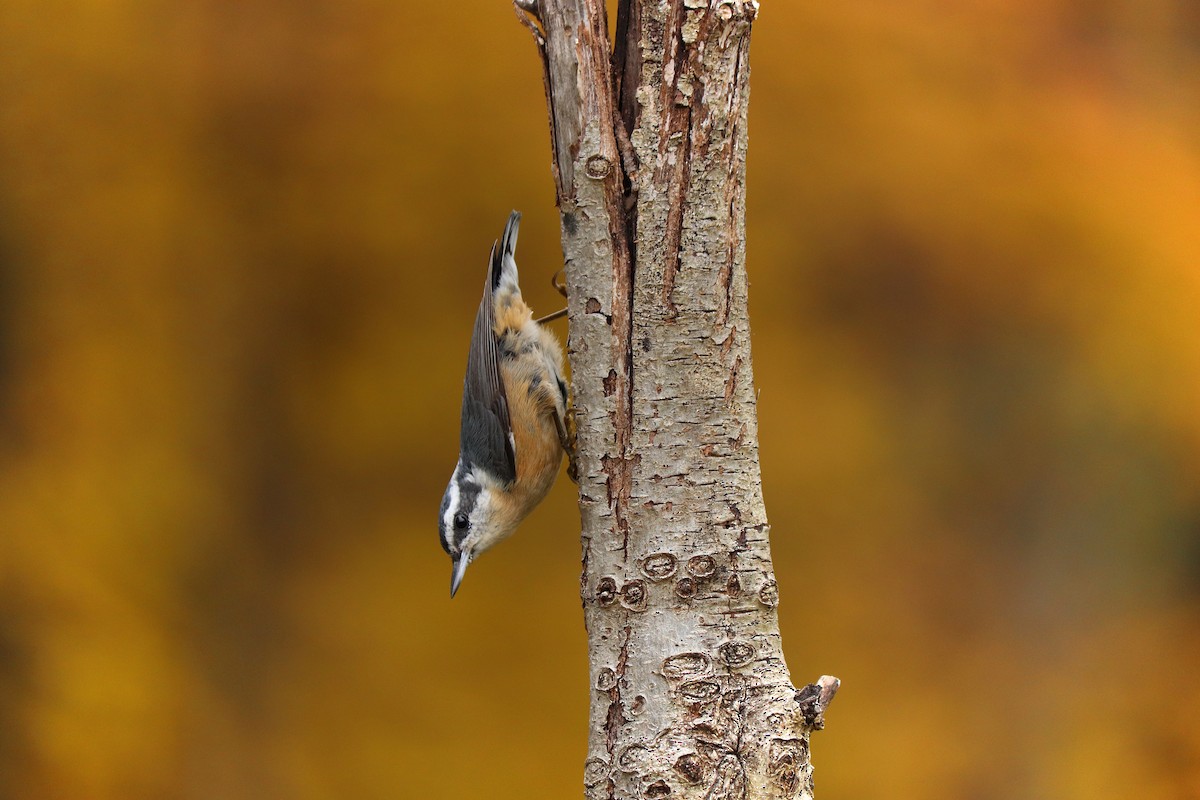 Red-breasted Nuthatch - Will Bennett