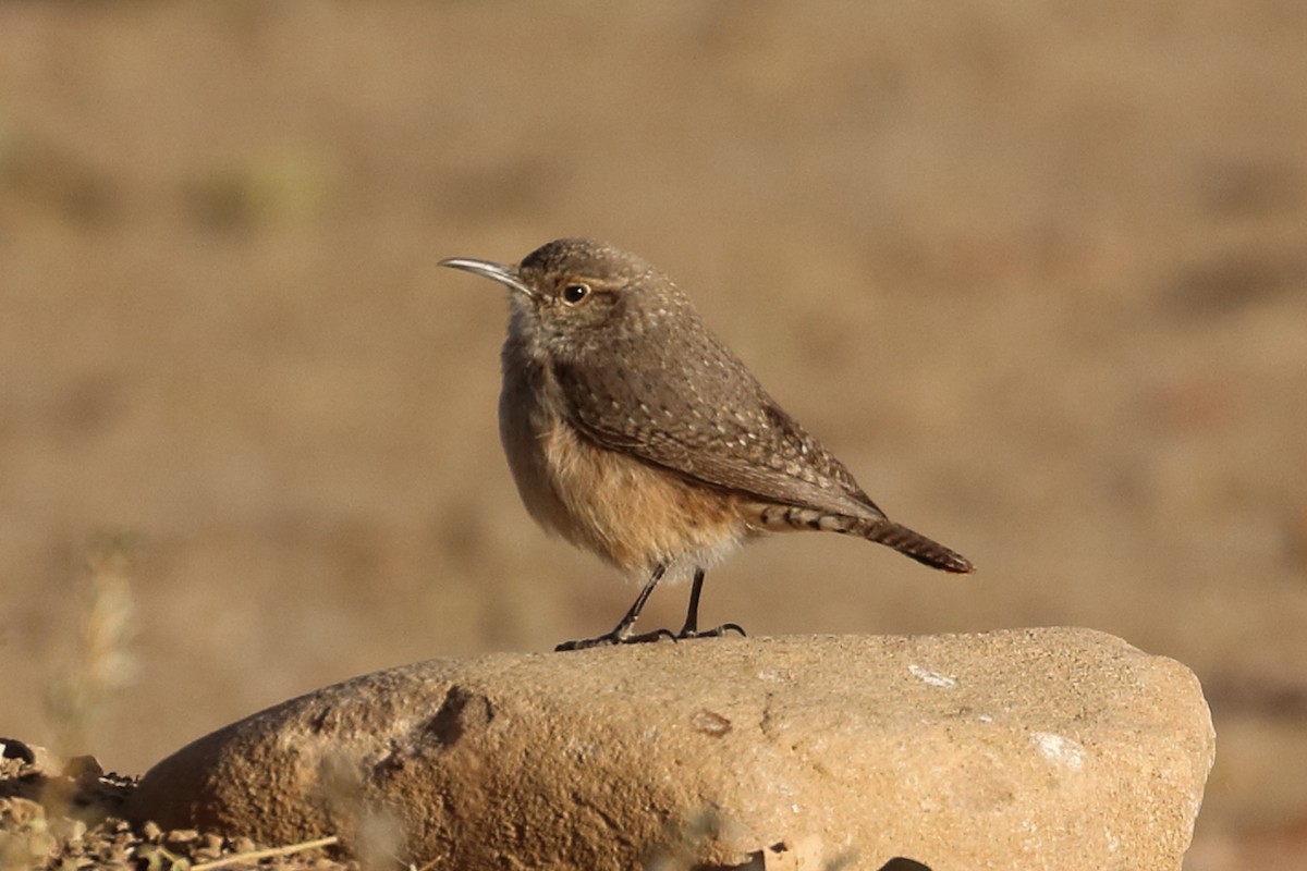 Rock Wren - ML286982251