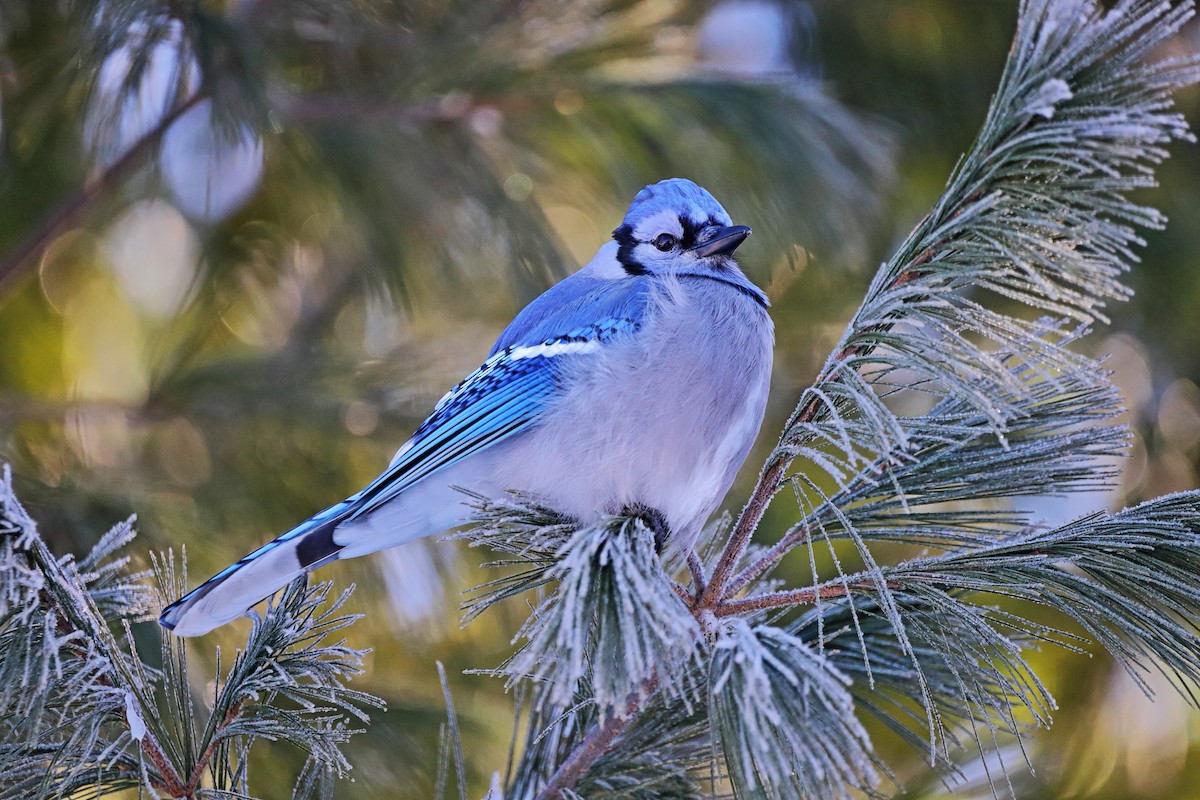 Blue Jay - ML286983271