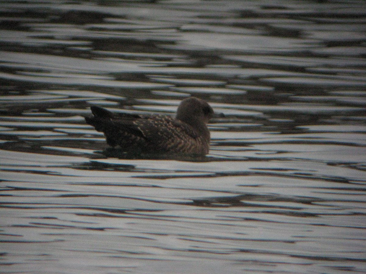 Parasitic Jaeger - ML286983901