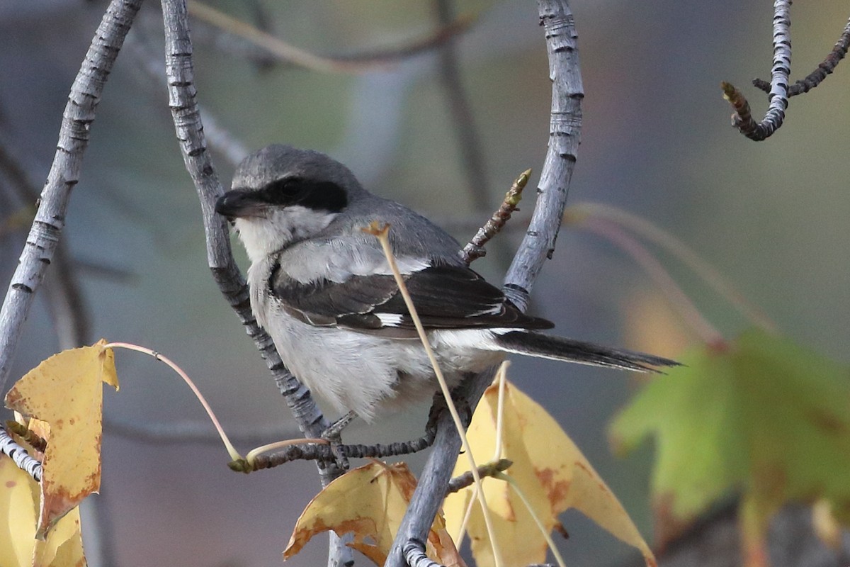 Loggerhead Shrike - ML286985561