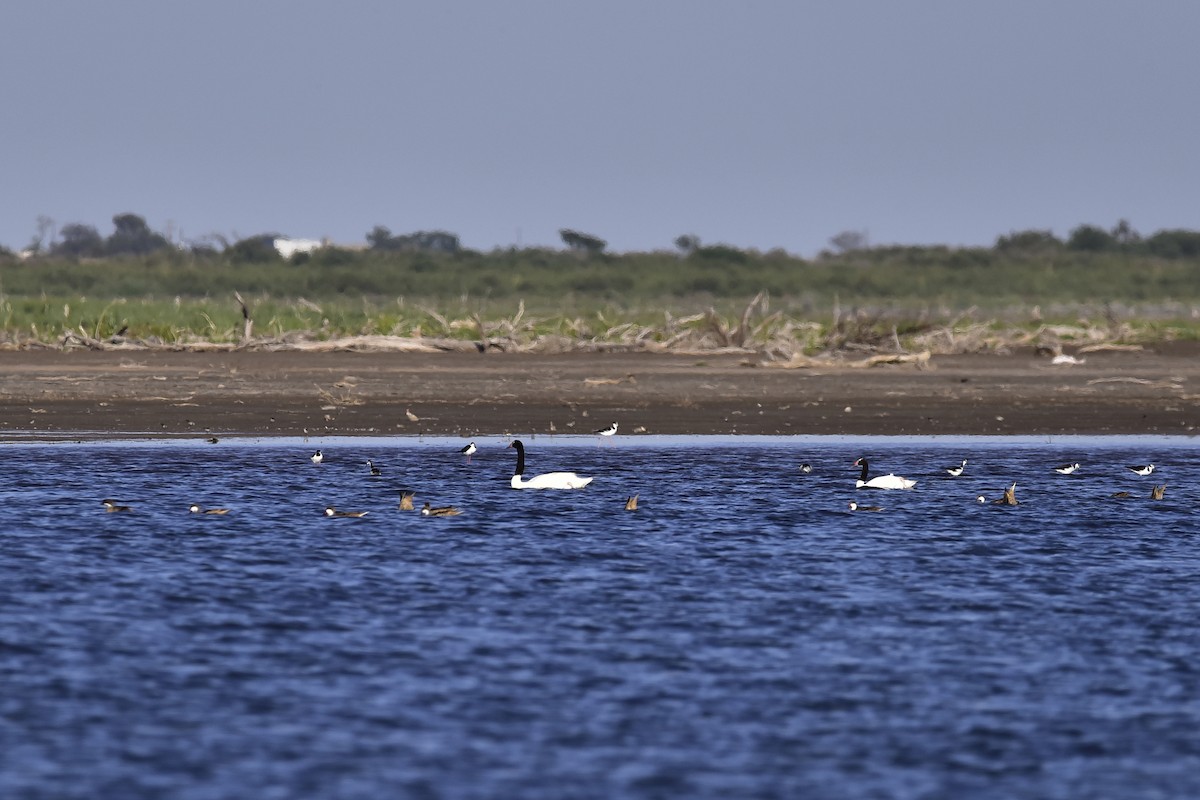 Cygne à cou noir - ML286989261