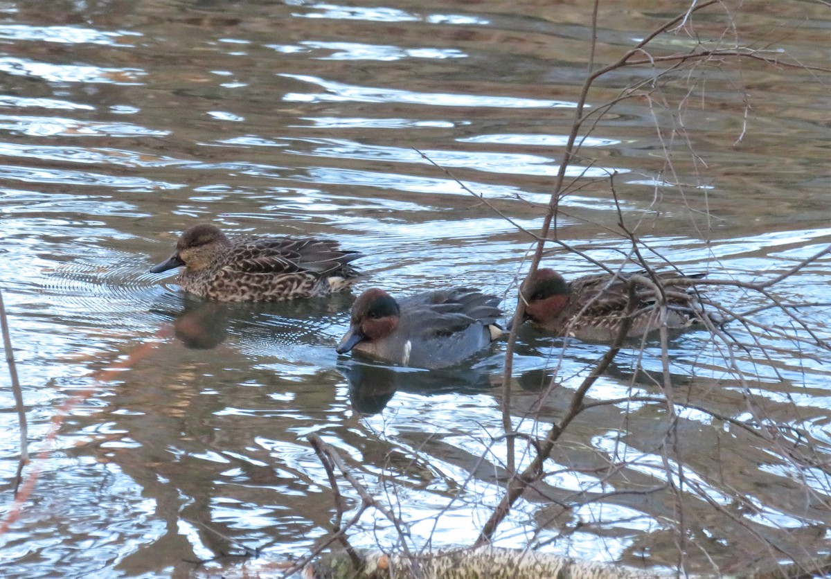 Green-winged Teal - ML286990131