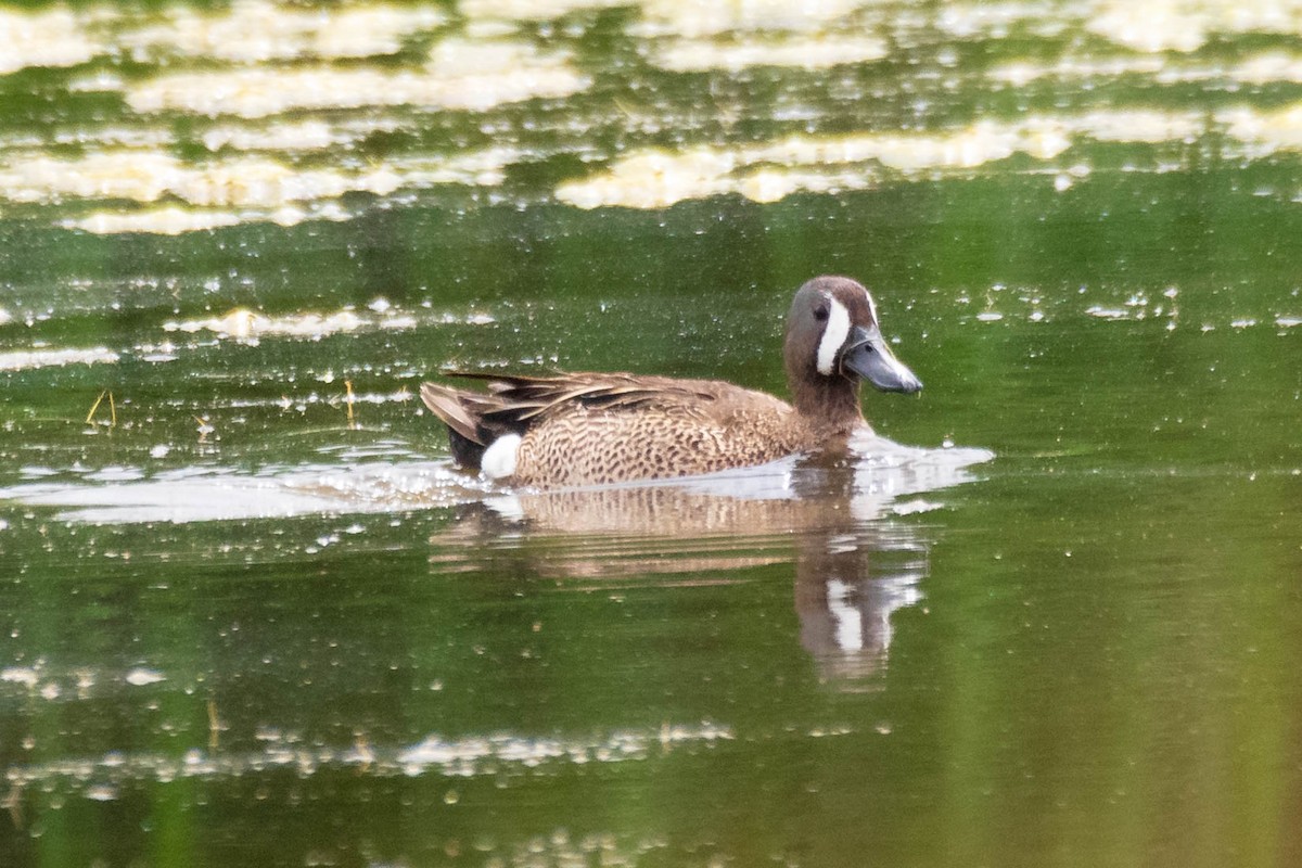 Blue-winged Teal - ML286991931