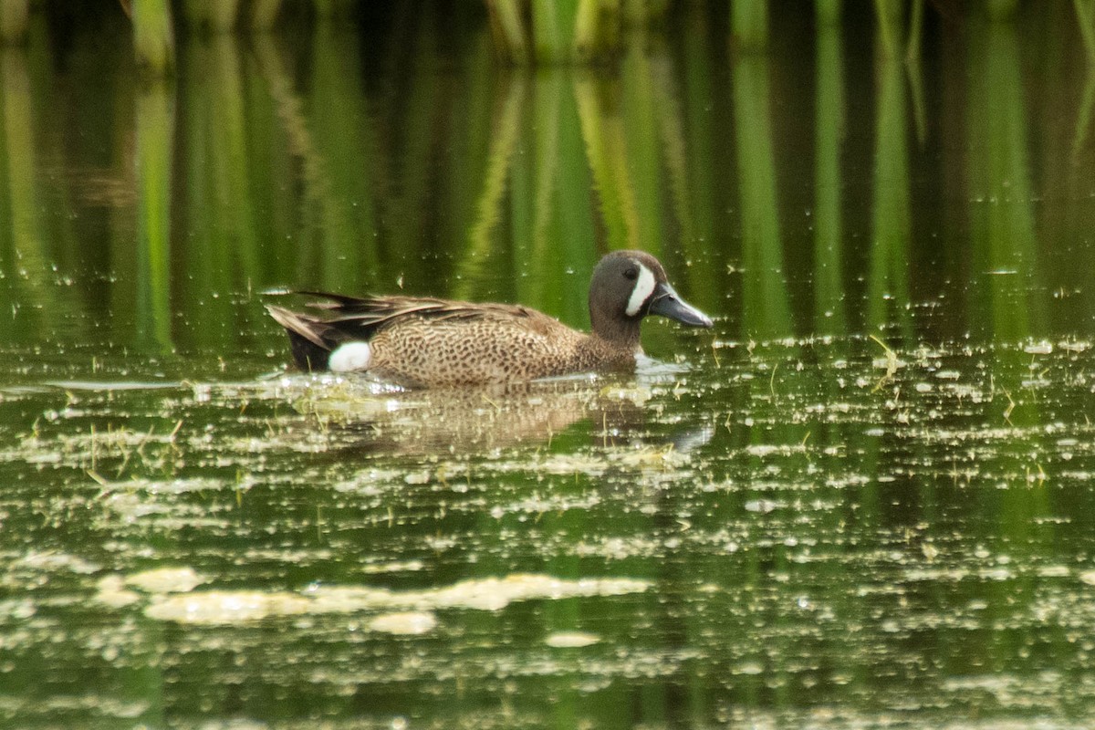 Blue-winged Teal - ML286991951