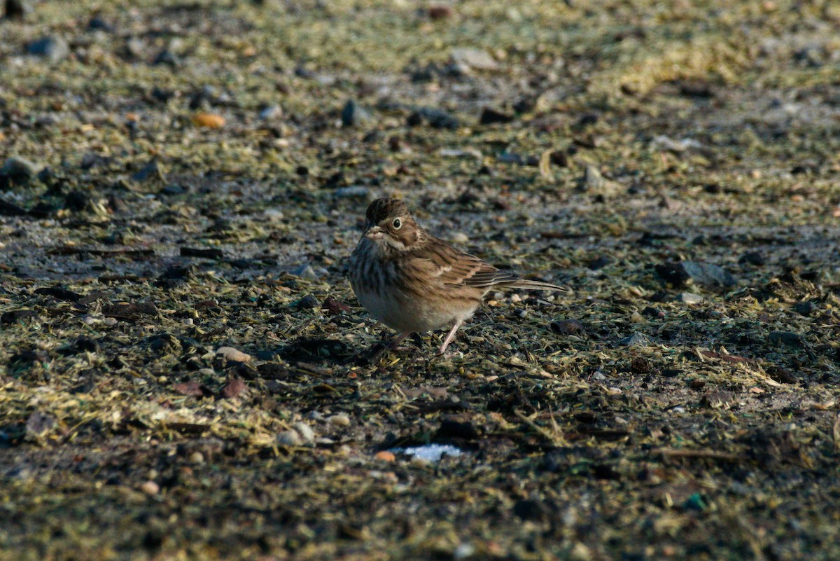 Vesper Sparrow - ML286992271