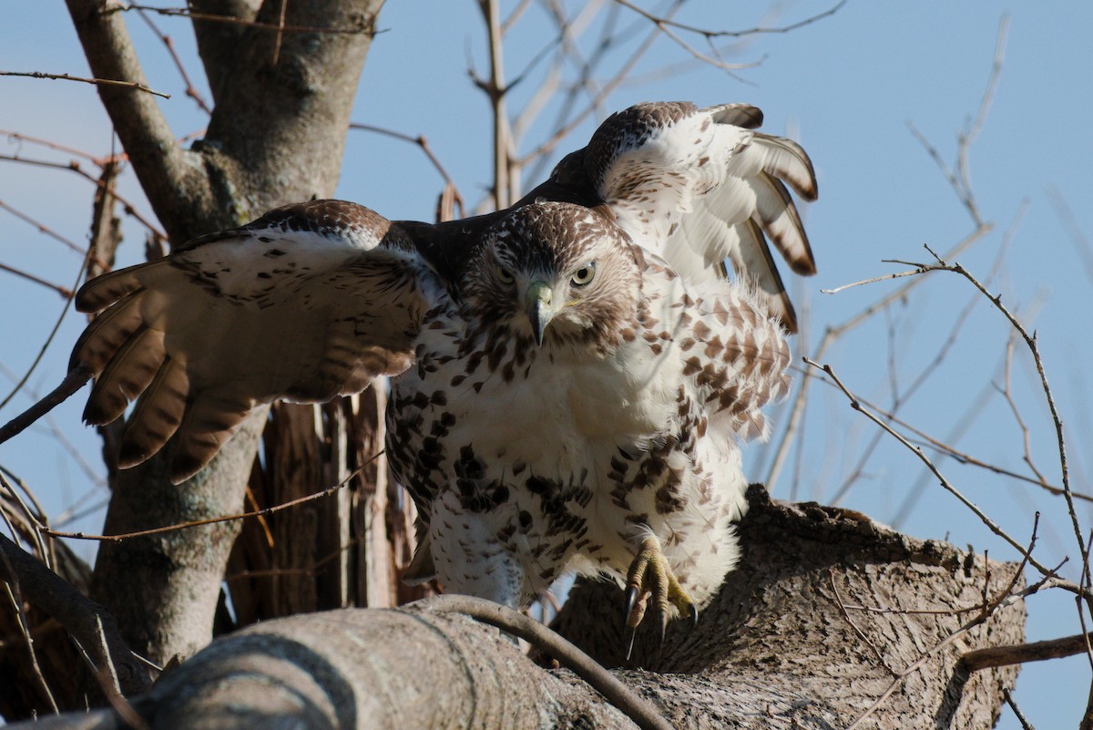 Red-tailed Hawk - ML286992441