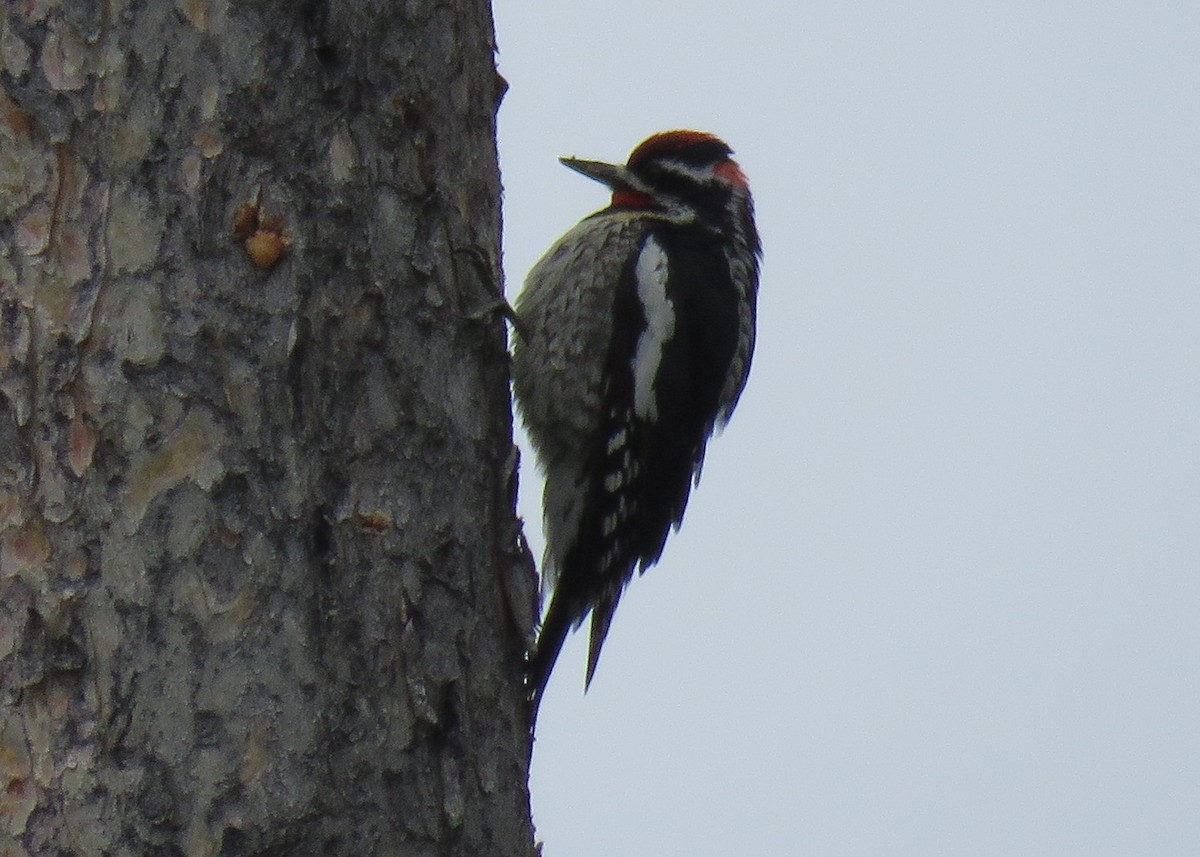 Red-naped Sapsucker - ML28699251