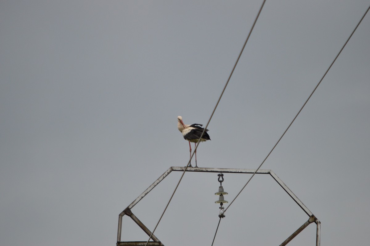 White Stork - ML28699261