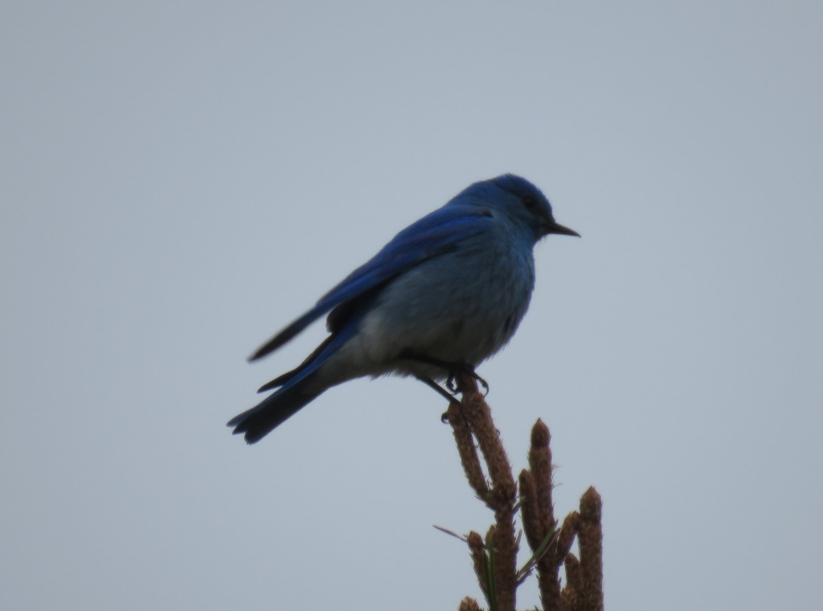 Mountain Bluebird - ML28699311