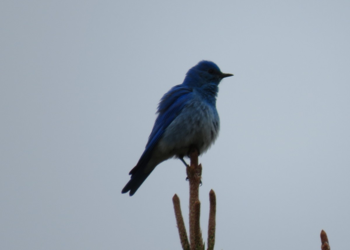 Mountain Bluebird - ML28699321