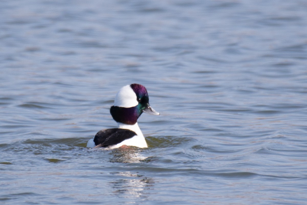 Bufflehead - ML286993401