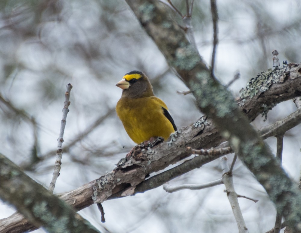 Evening Grosbeak - josh Ketry