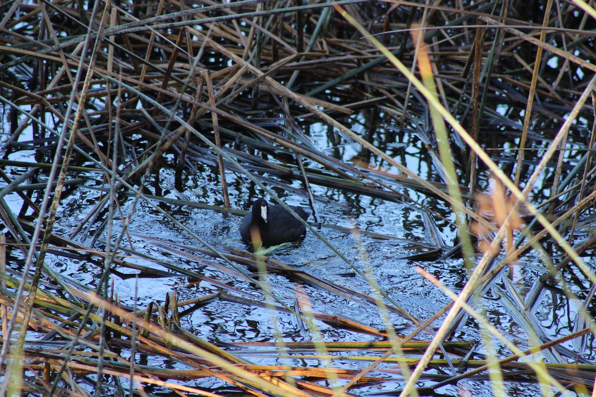 American Coot - ML286997531