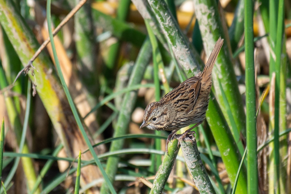 Lincoln's Sparrow - ML286998561