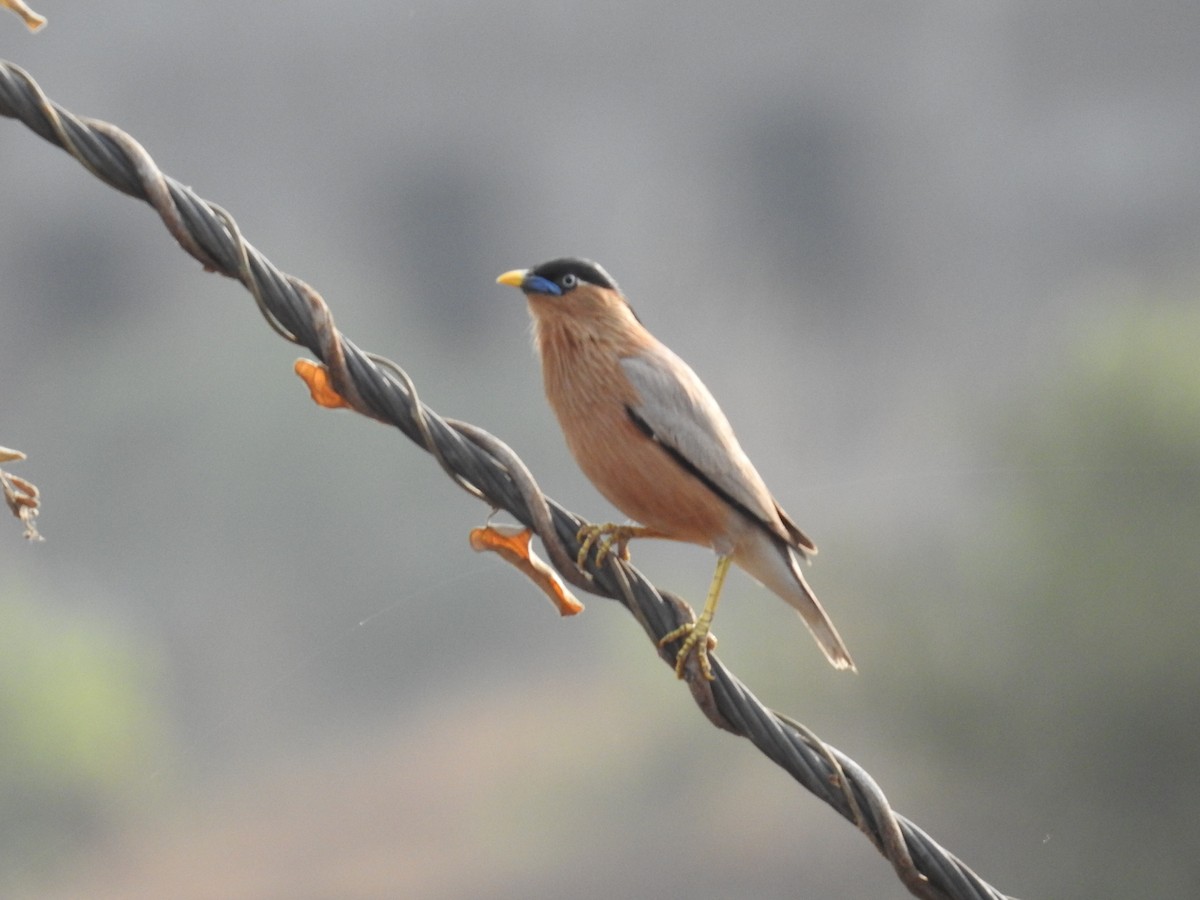 Brahminy Starling - ML28699861