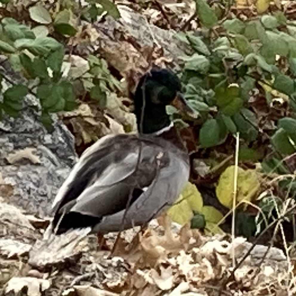 Mallard - ML286998641