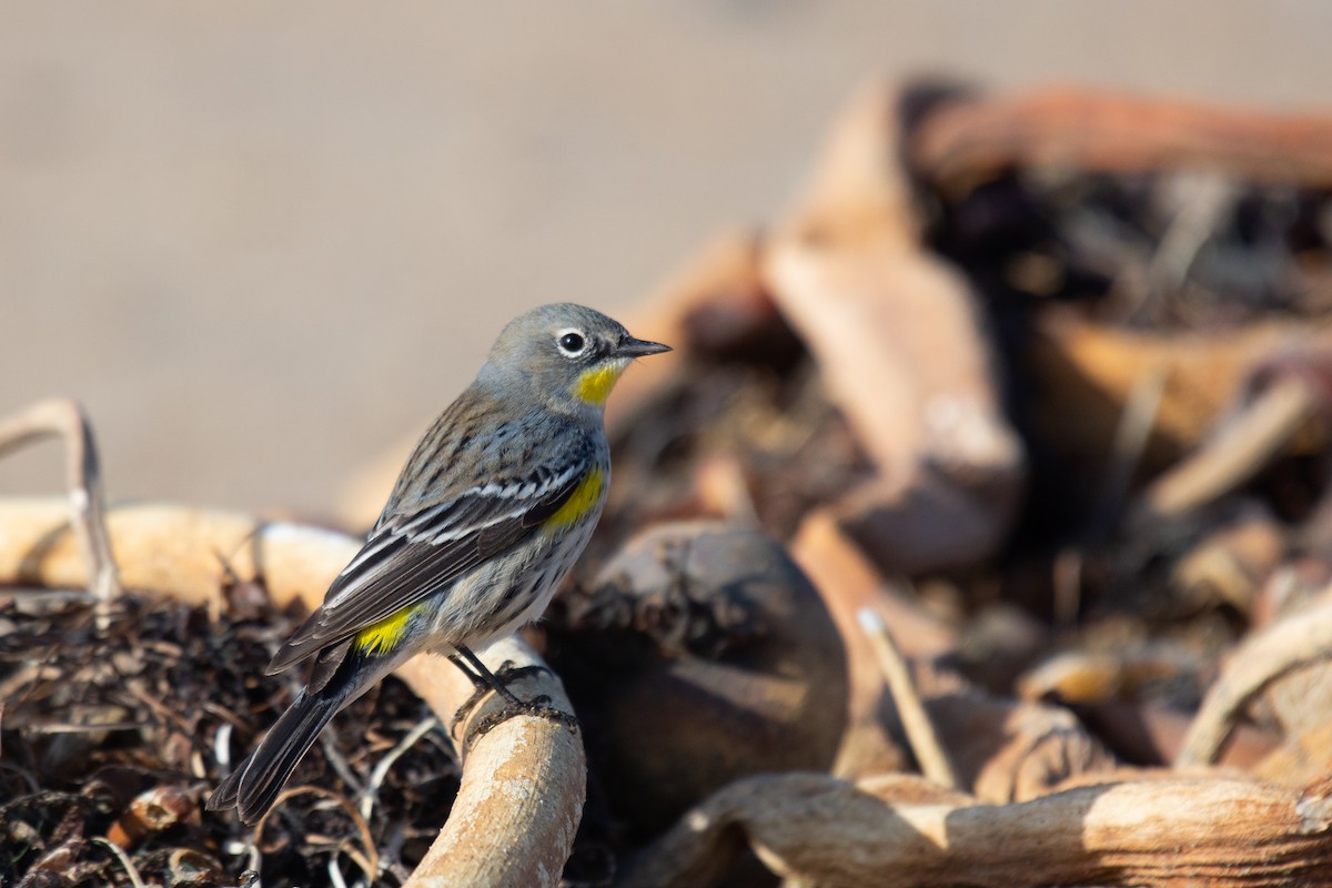 Миртовый певун (auduboni) - ML286998801