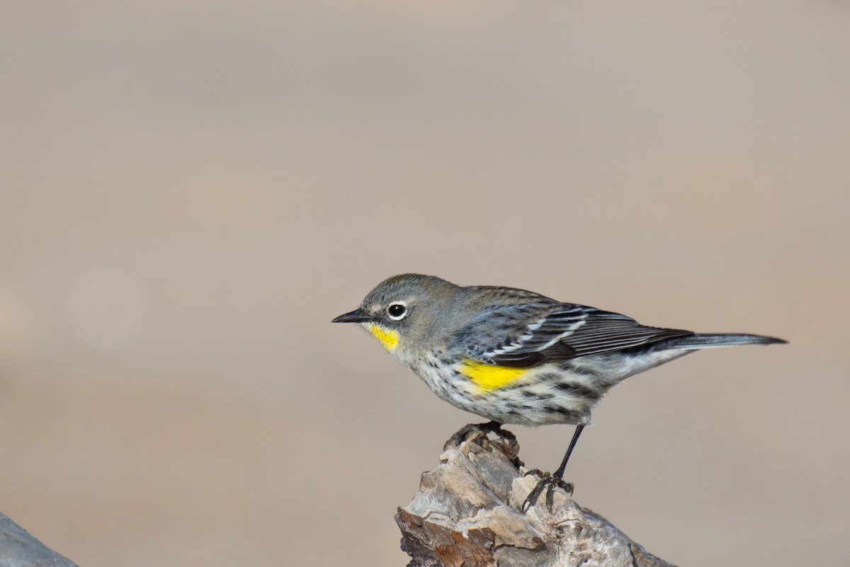 Миртовый певун (auduboni) - ML286998931