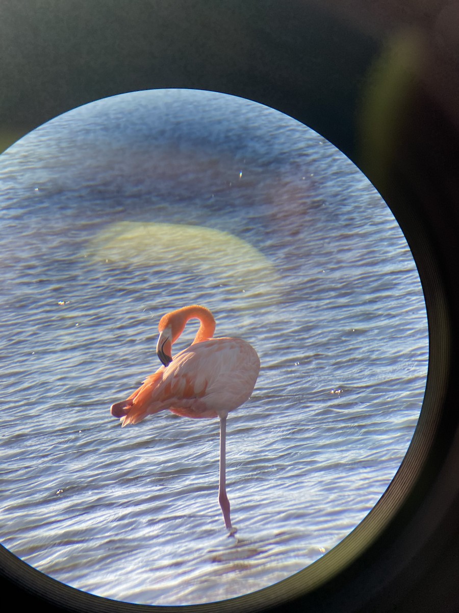 American Flamingo - ML286999101