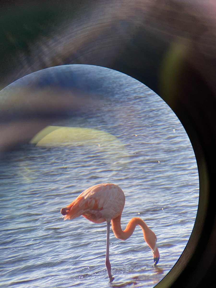 American Flamingo - ML286999111
