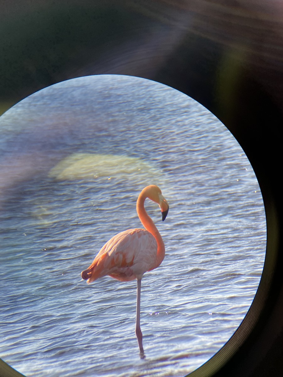 American Flamingo - ML286999121