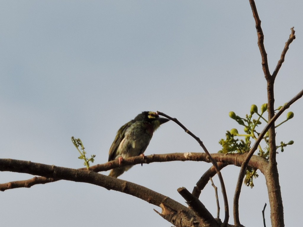 Coppersmith Barbet - Rajendra Gadgil