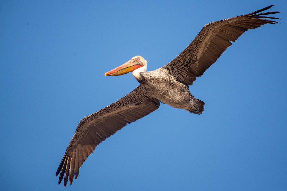 Brown Pelican - ML286999781