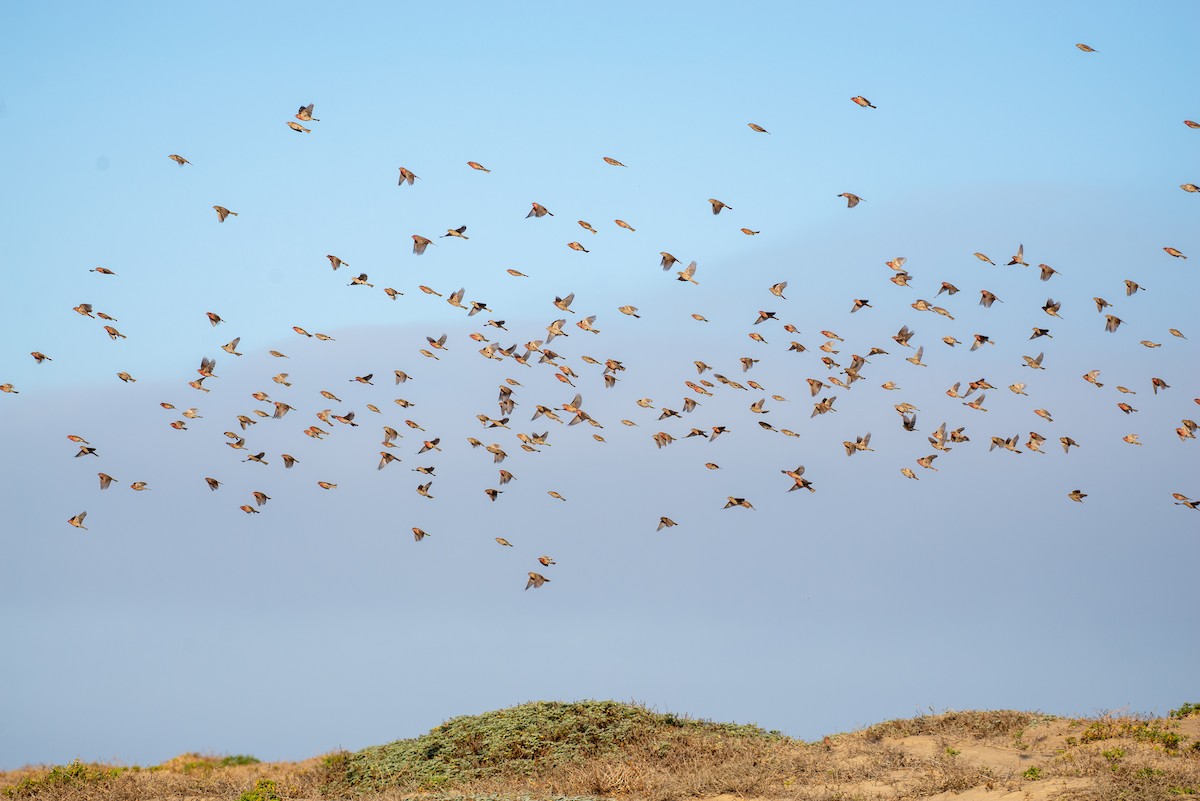 House Finch - ML286999851