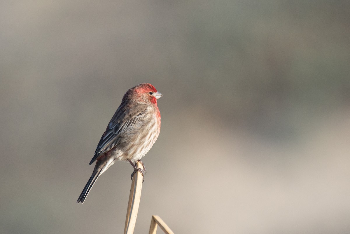 House Finch - ML286999961