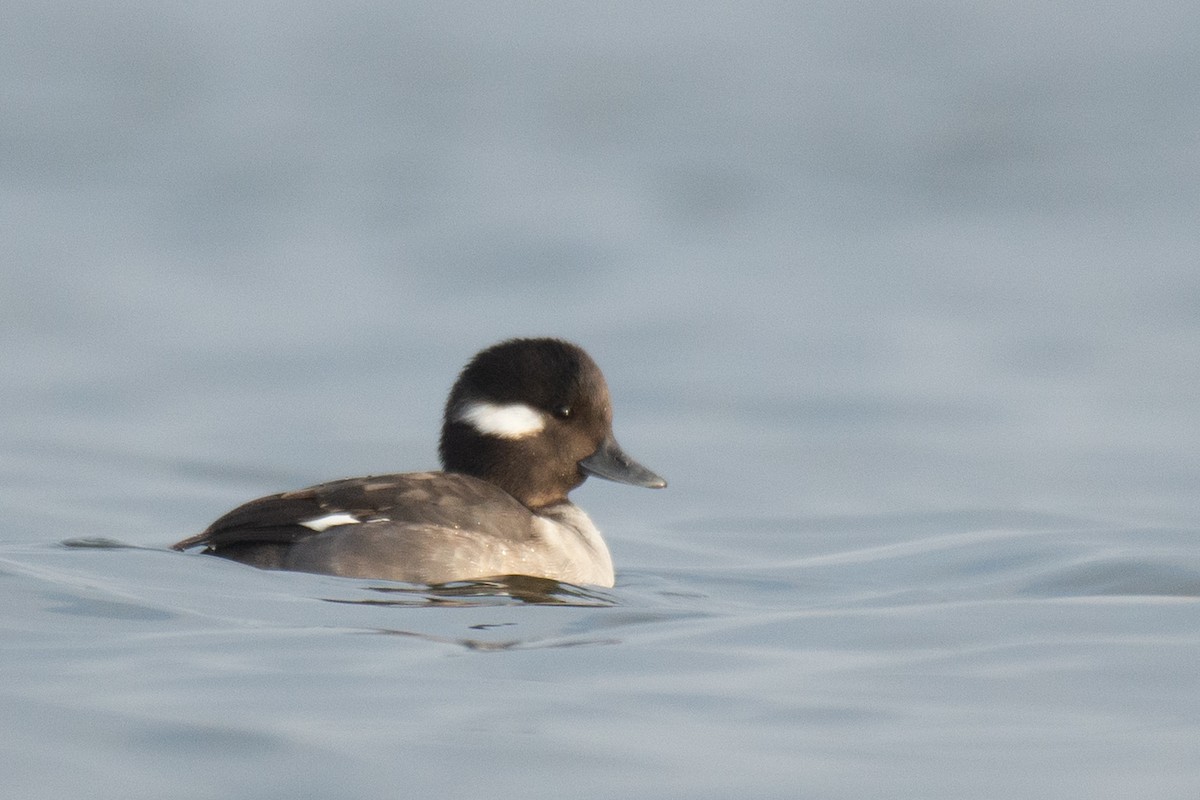 Bufflehead - ML287000521
