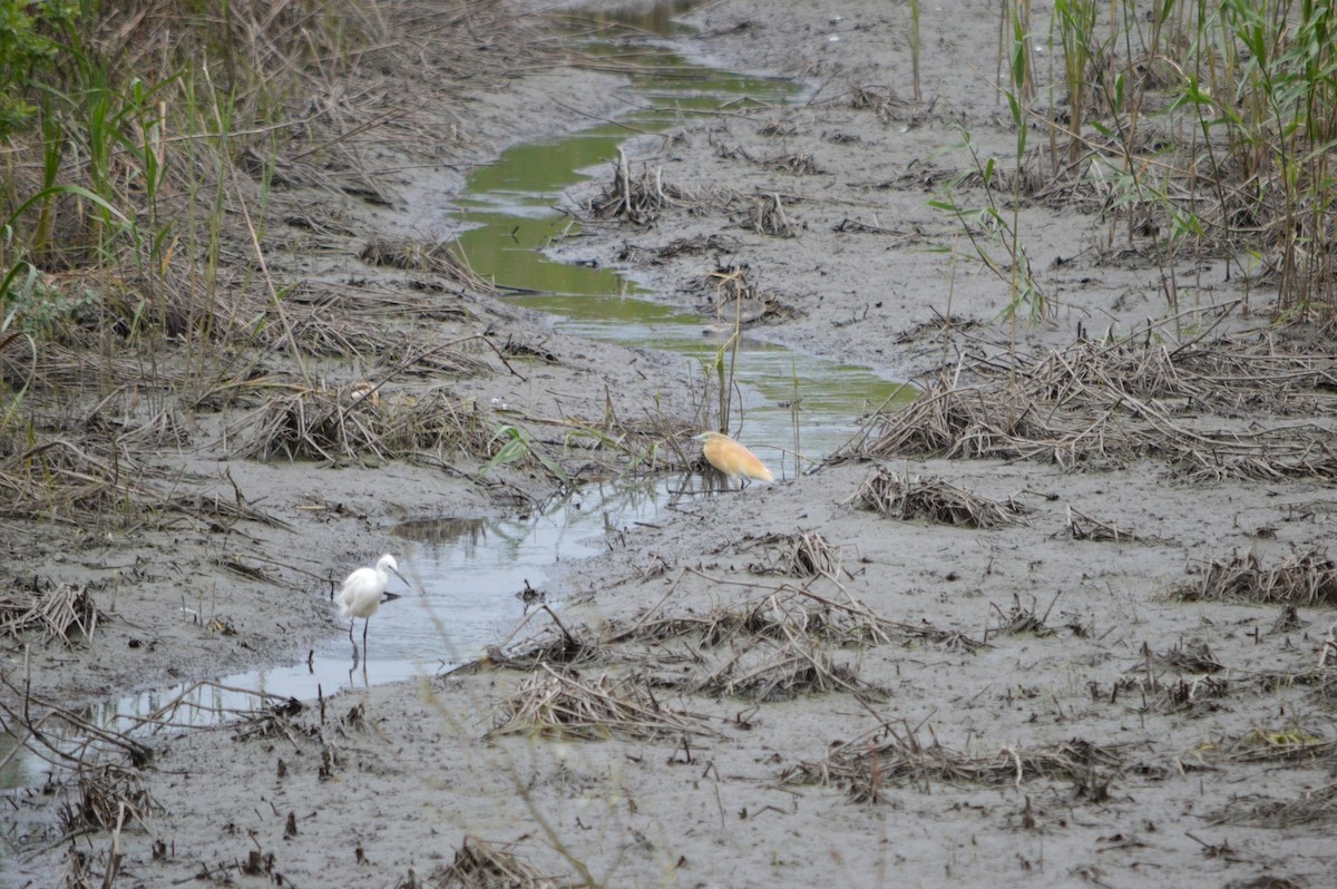 Squacco Heron - ML28700171
