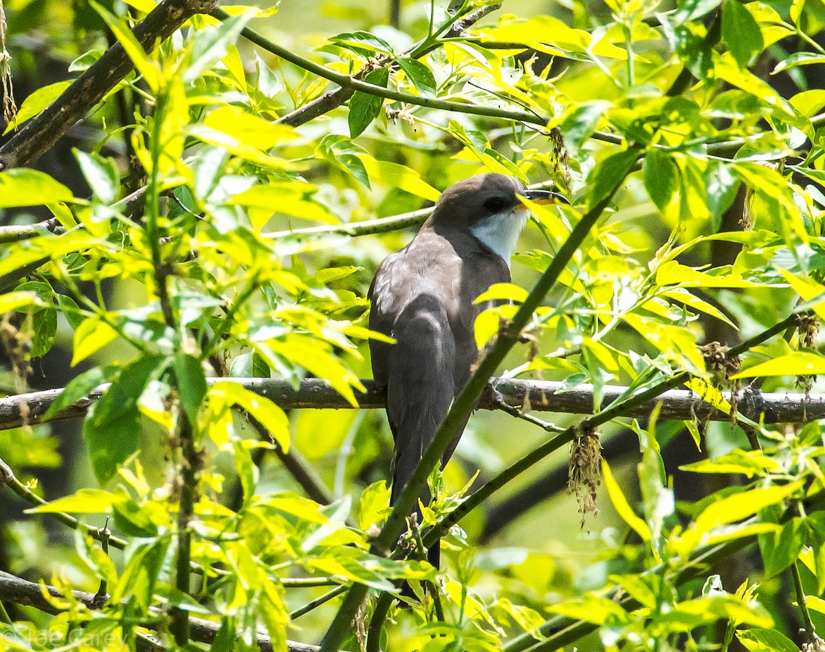 Yellow-billed Cuckoo - ML28700301