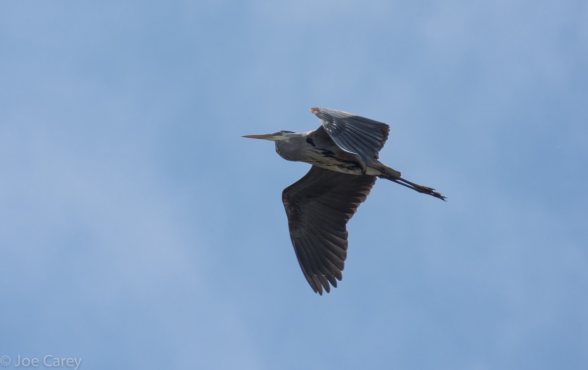 Great Blue Heron - ML28700321