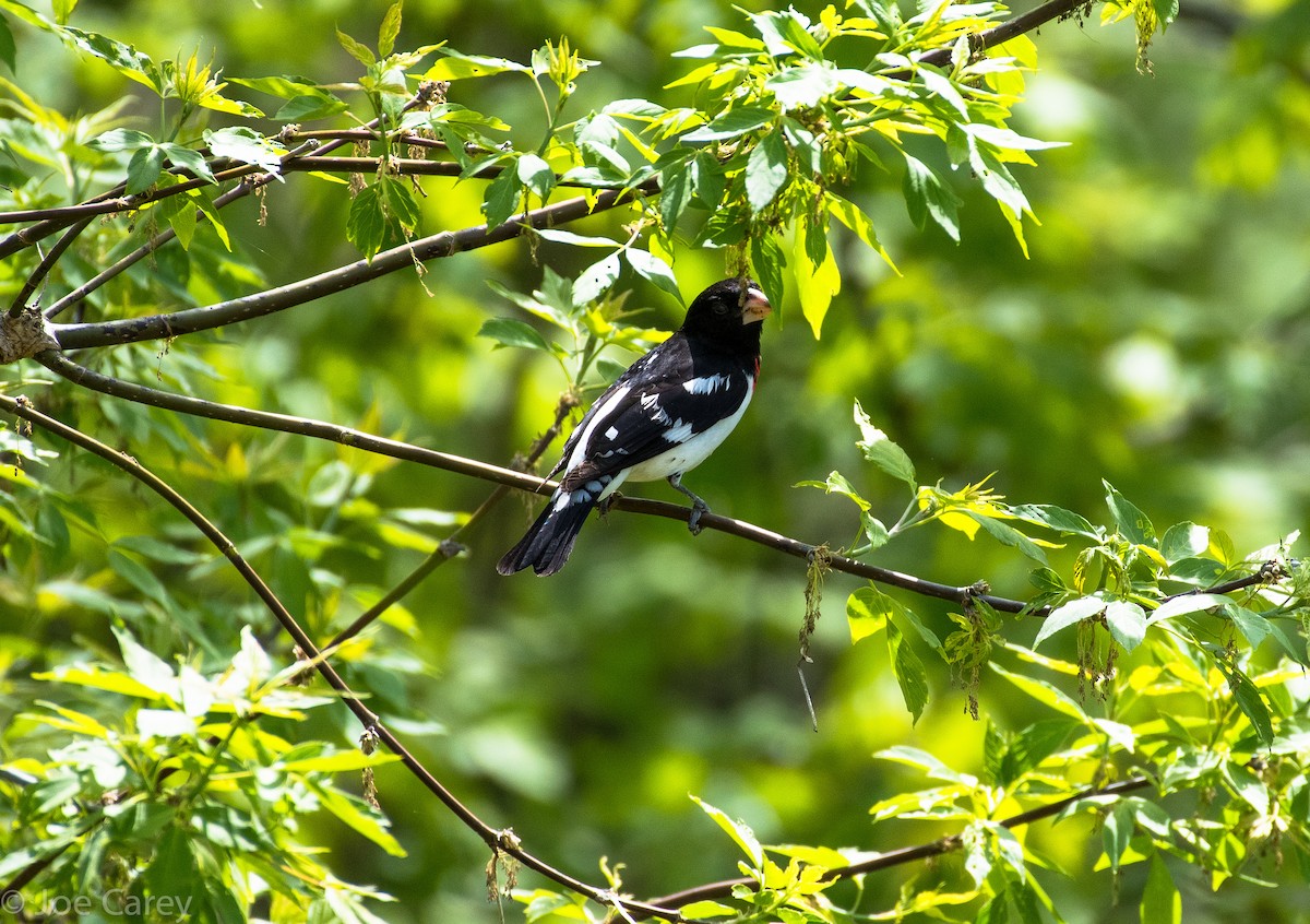 Rose-breasted Grosbeak - ML28700371