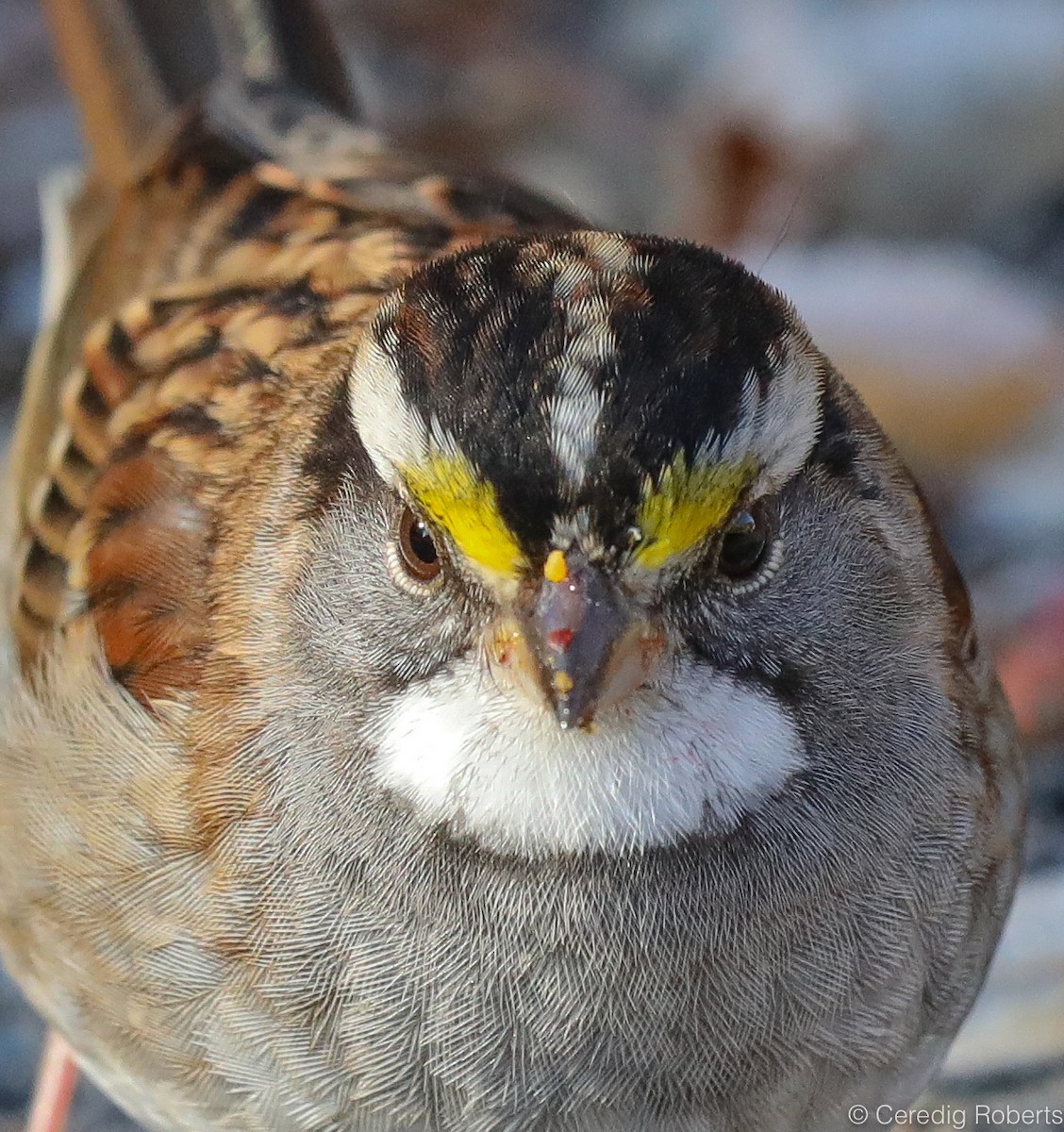 White-throated Sparrow - Ceredig  Roberts