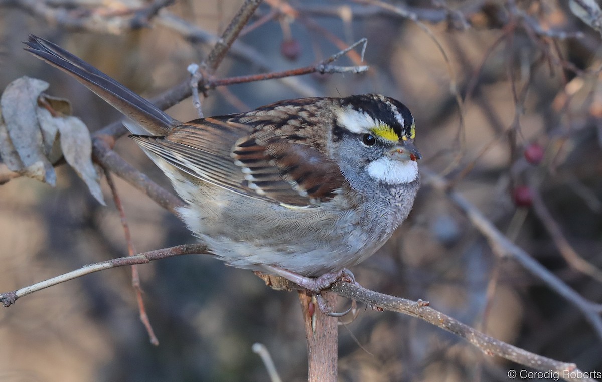 White-throated Sparrow - Ceredig  Roberts