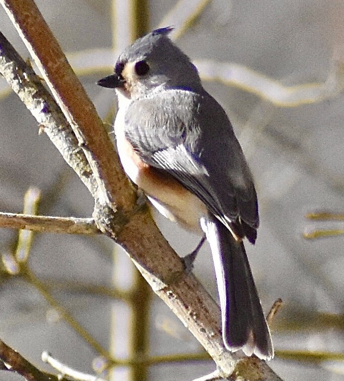 Tufted Titmouse - ML287005071