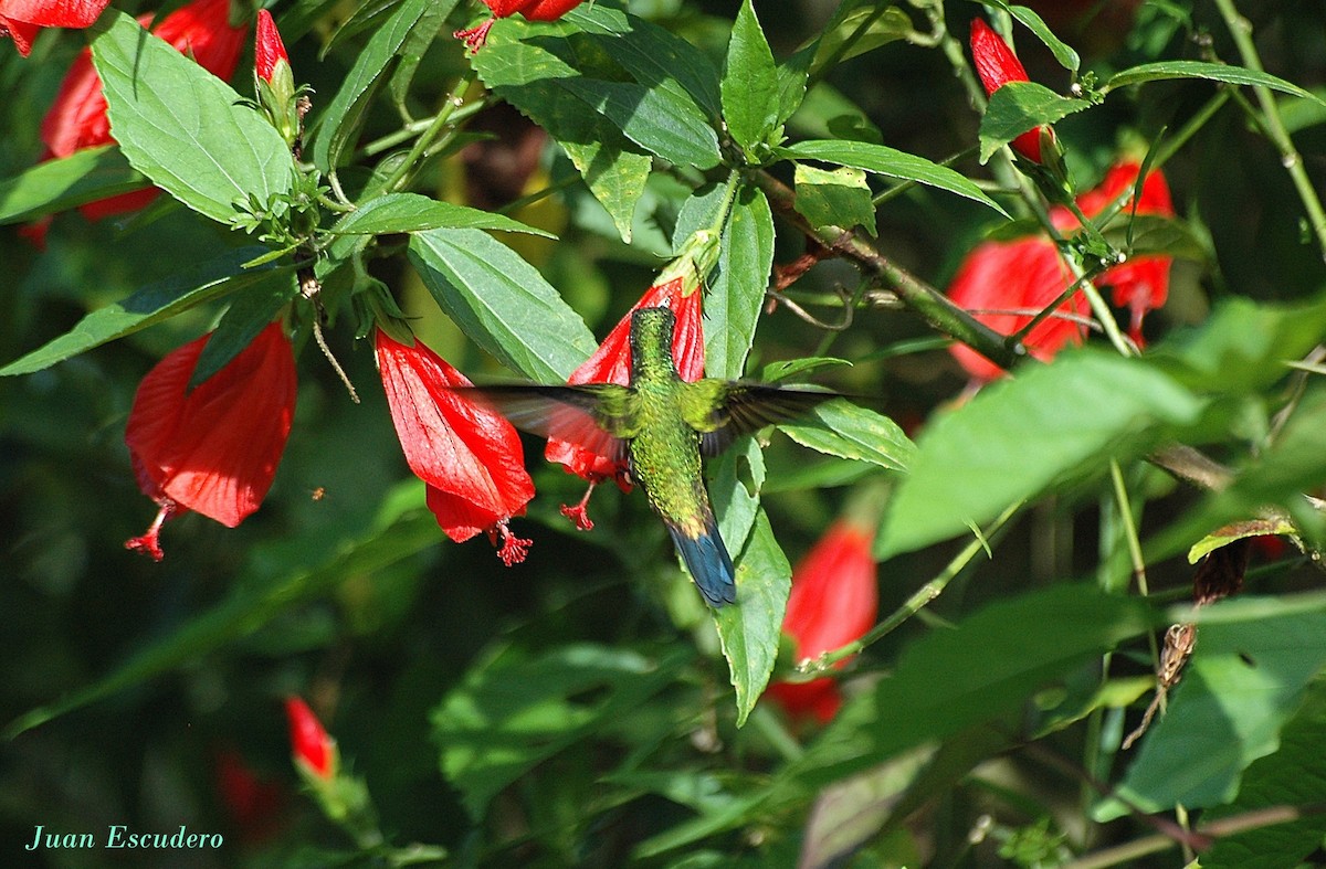 Copper-rumped Hummingbird - ML287005181