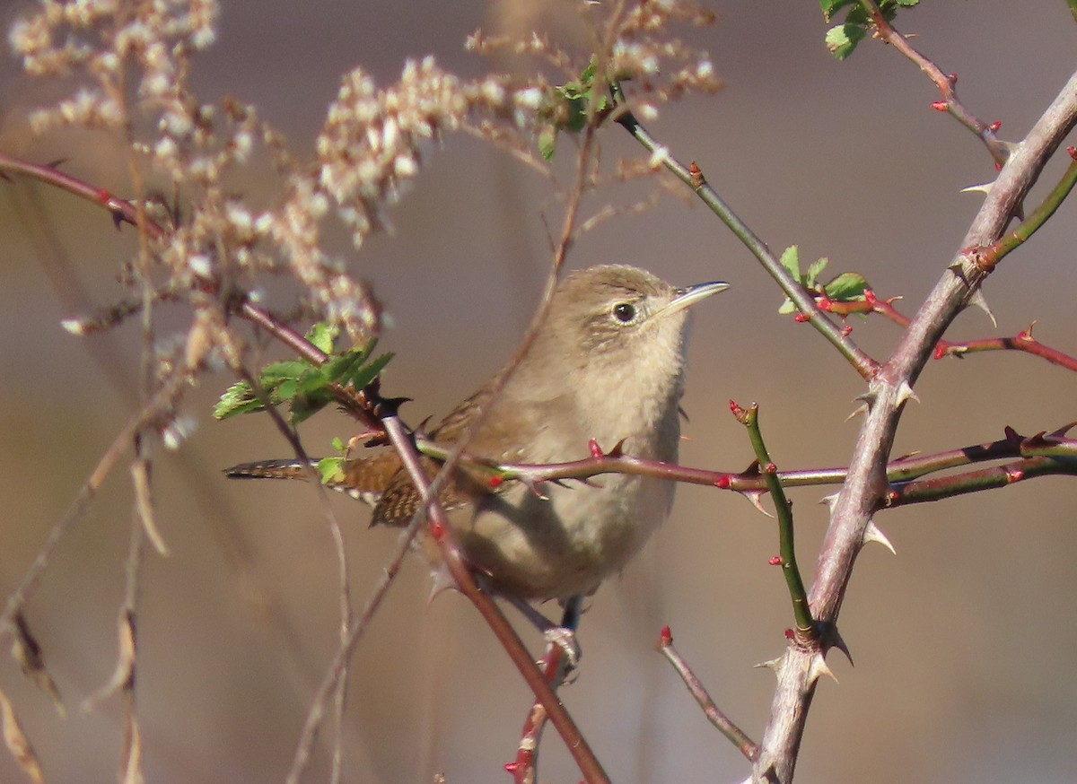 Northern House Wren - ML287008101