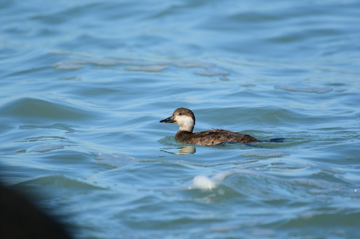 Black Scoter - ML287008531