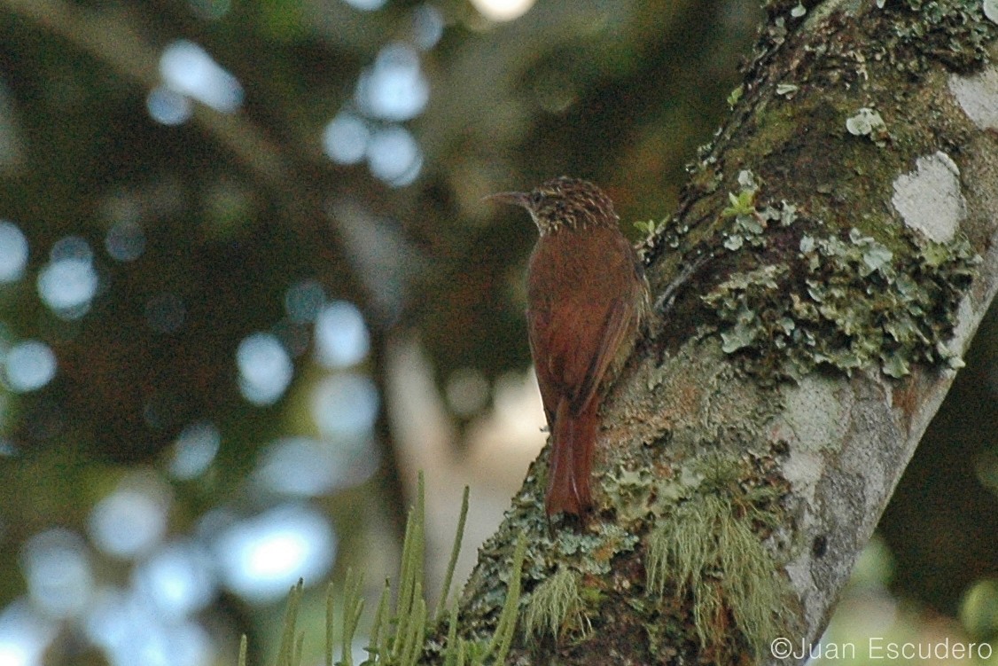 Montane Woodcreeper - Juan Escudero