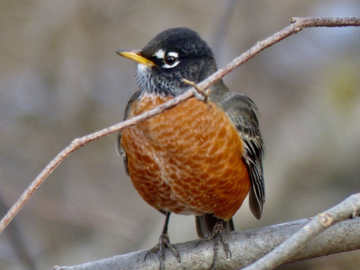 American Robin - ML287009971