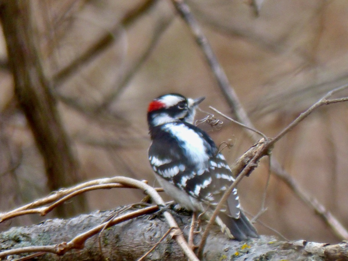 Downy Woodpecker - ML287010001